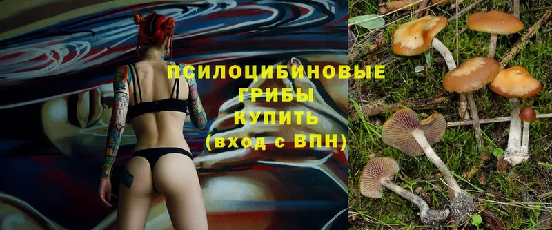 Псилоцибиновые грибы Psilocybine cubensis  Светлоград 